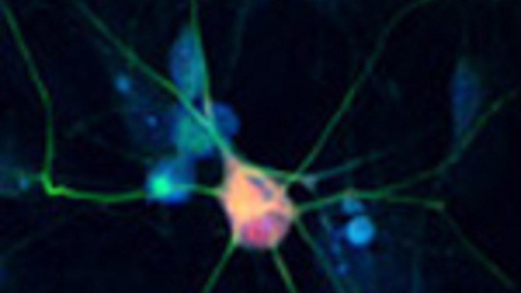 Neurobiology